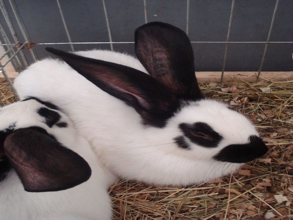 Checkered Rabbit